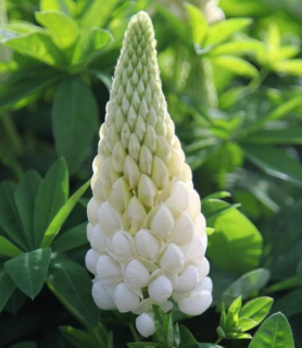 Lupinus polyphyllus 'White Shades'